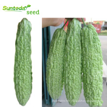 Asian China  hybrid F1 white bitter gourd Balsam Pear seed